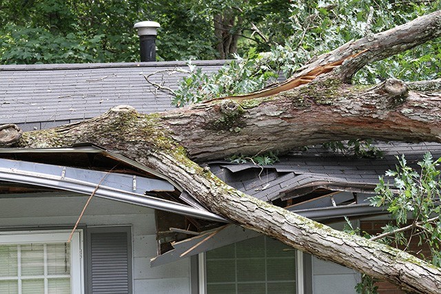 roofing insurance claims for fallen tree damage in euclid