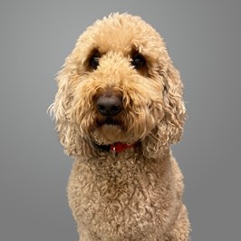 roofing floor inspectior: boomer